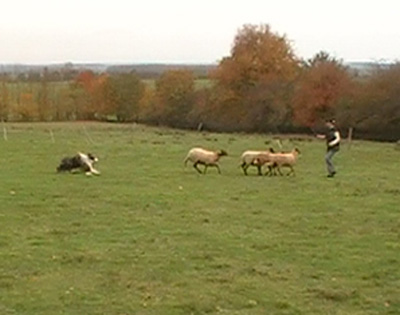 Troupeau les 31 octobre & 1er novembre 2011 Alby au troupeau 006